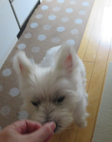 本犬いたってピンピン_b0107163_13492452.jpg