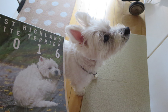 本犬いたってピンピン_b0107163_13493446.jpg
