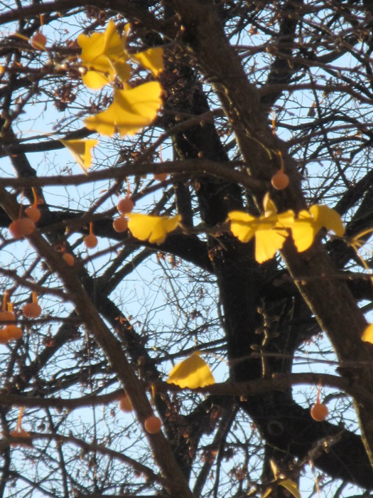 Der Goldene Herbst ist vorbei_e0116763_22393113.jpg