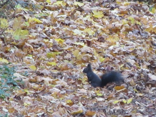 Der Goldene Herbst ist vorbei_e0116763_22472875.jpg