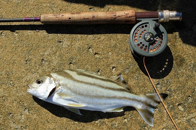 魚図鑑フエフキ系 その他 Pescador 釣り人 の日常 魚図鑑フエフキ系 その他 Pescador 釣り人 の日常