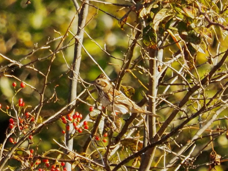 f0208666_1192040.jpg