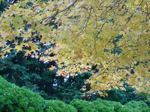 雨降る前にお山歩き「大和葛城と金剛山」の予定の巻_f0233868_67192.jpg