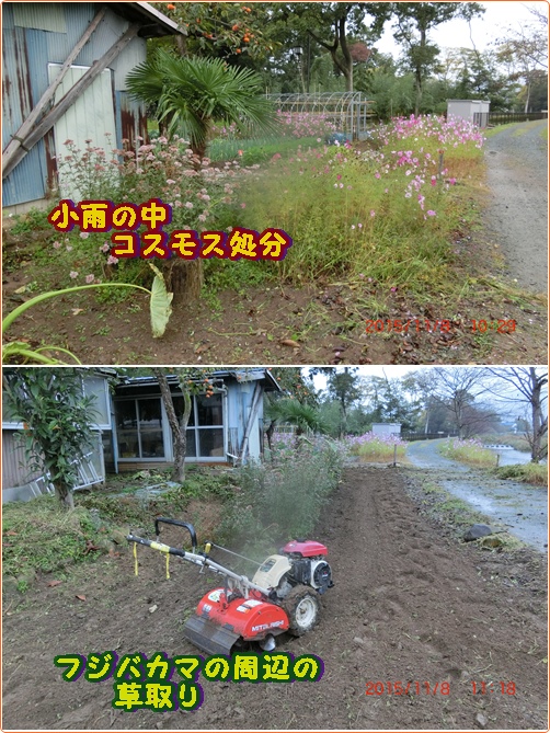 恵みの雨 フジバカマの育て方は 小次郎じじ物語