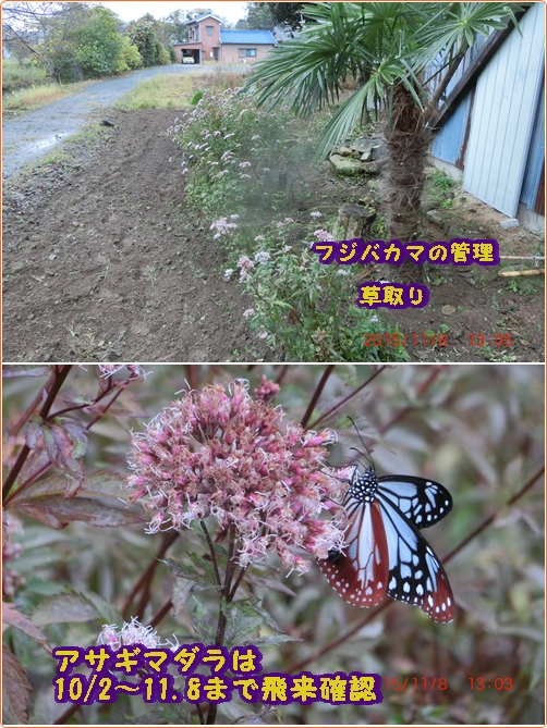 恵みの雨 フジバカマの育て方は 小次郎じじ物語