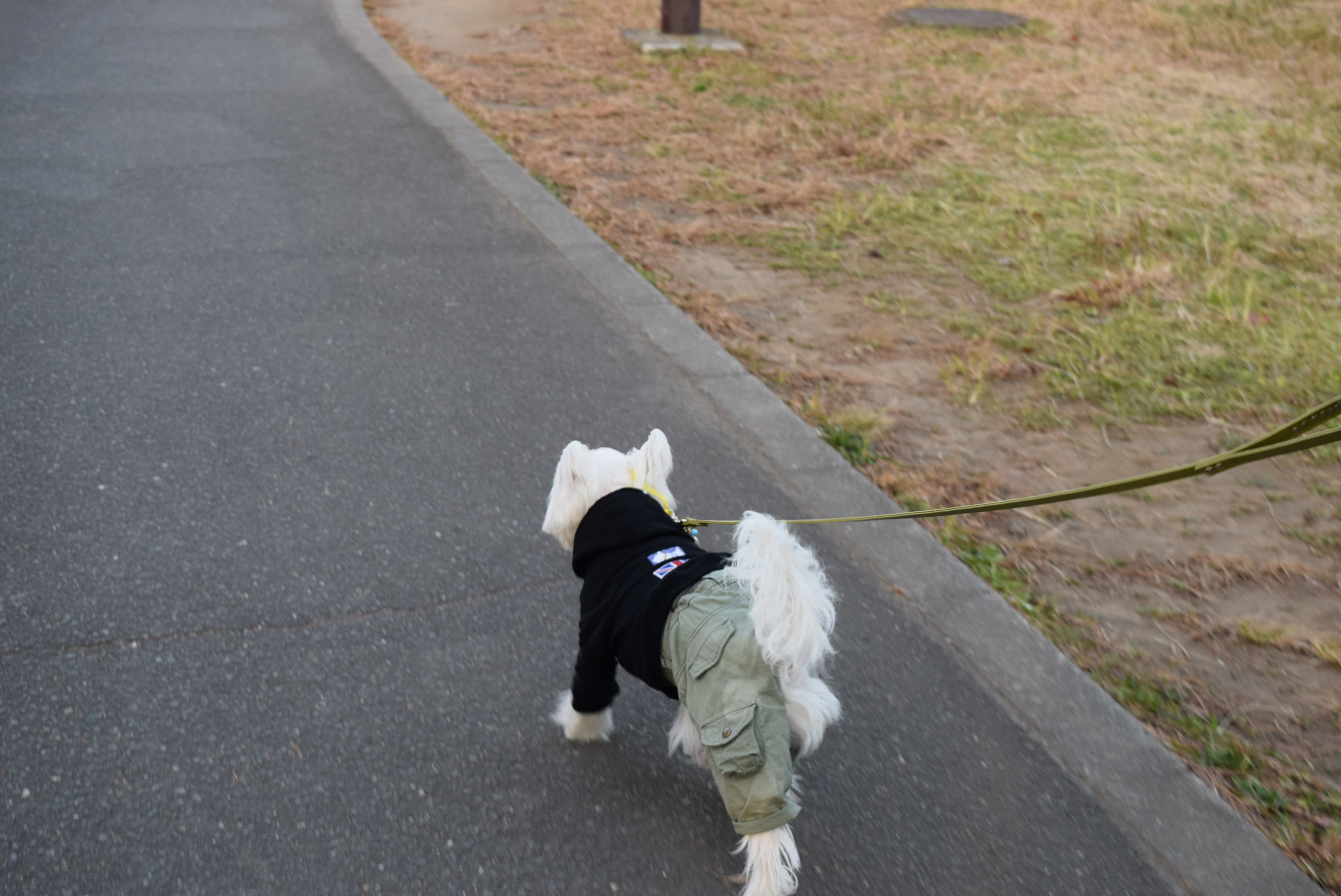 ♪ ダニエル ひたち海浜公園は、すごかった～ヽ(*^^*)ノ ♪_b0242873_00264824.jpg