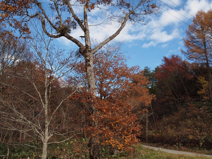 『晩秋のせせらぎ街道の紅葉・黄葉と落葉松の風景』_d0054276_20213464.jpg