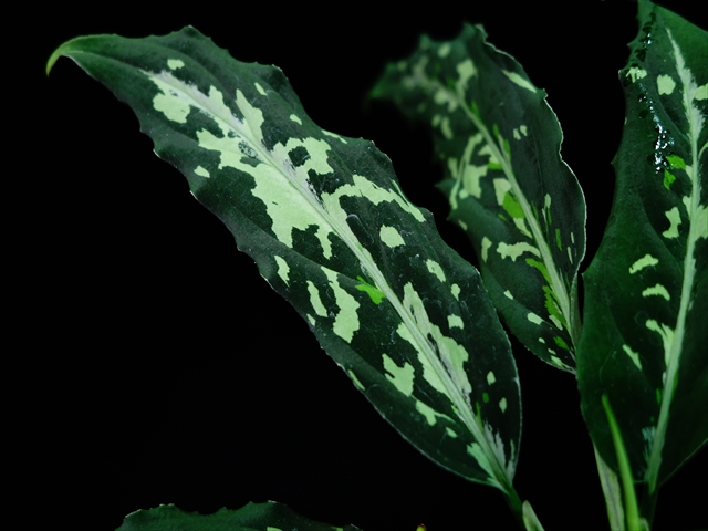 Aglaonema pictum\"Bearcat\"JKT from Aceh【AZ0215-1】_a0067578_2235756.jpg