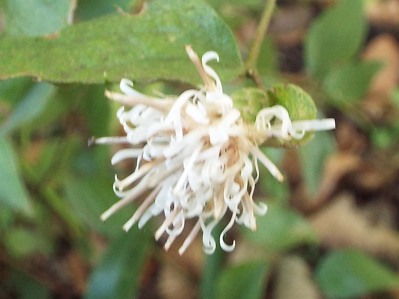e0145782_17121281.jpg