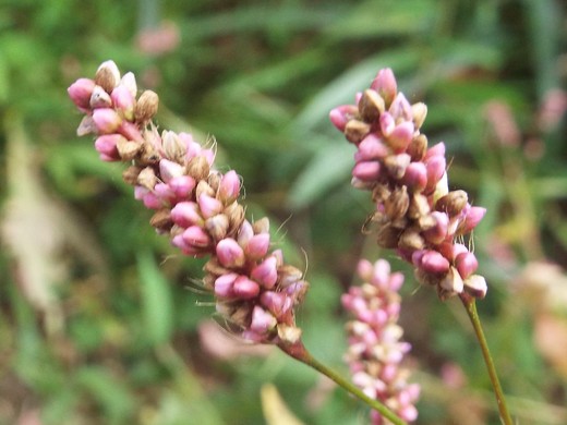 e0145782_17242991.jpg
