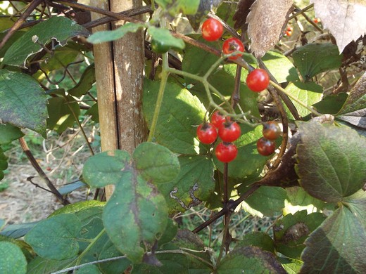 e0145782_1743713.jpg