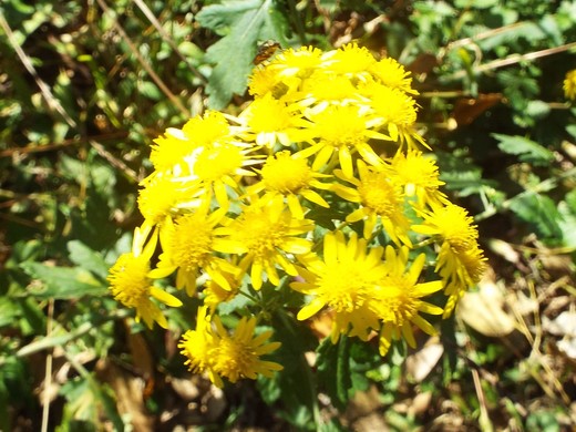 e0145782_1755771.jpg