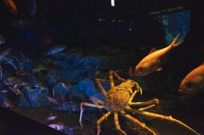 2015.11.07　サンシャイン水族館　東京都豊島区_b0217090_04194751.jpg