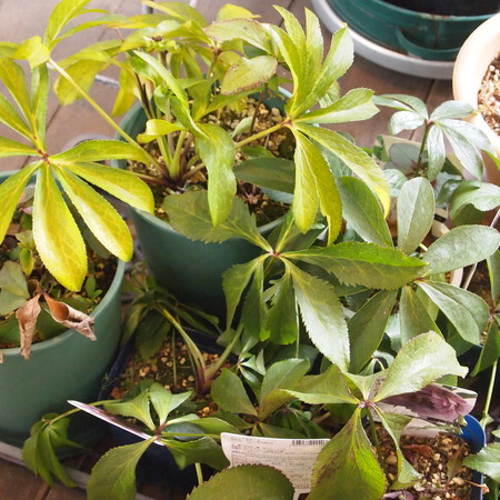 耐寒性のあるハーブの鉢植えでの冬越し①_a0292194_1421467.jpg