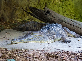 GOLDCOAST \"Currumbin Wildlife Sanctuary\"_d0022799_11313872.jpg