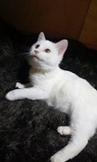 里親さま募集中 ☆ パール_f0242002_1165226.jpg
