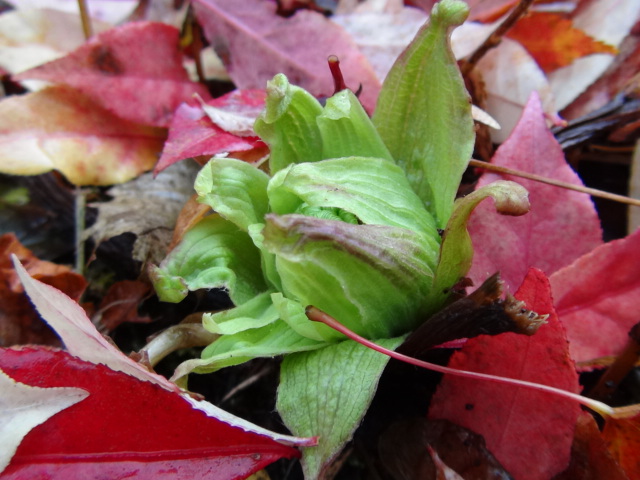 春を待つ植物（ふきのとう・つくし）・・・2015/11/9_f0231709_21562630.jpg