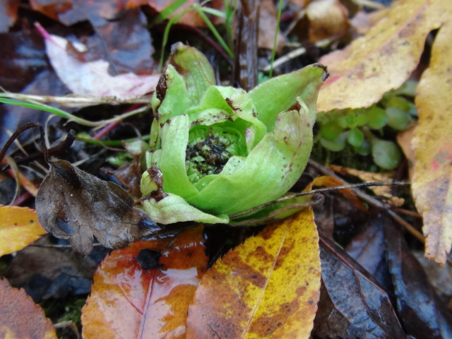 春を待つ植物（ふきのとう・つくし）・・・2015/11/9_f0231709_2158478.jpg