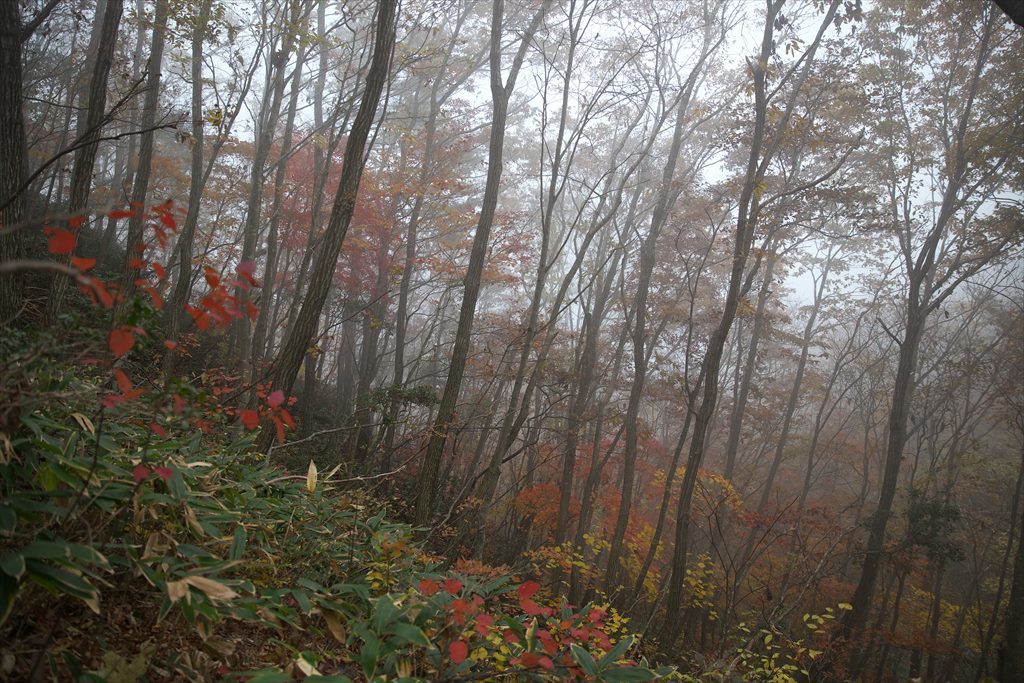 紅葉の三段峡（向山・最早山）を歩いて (2015.11.07)_c0346710_11244661.jpg