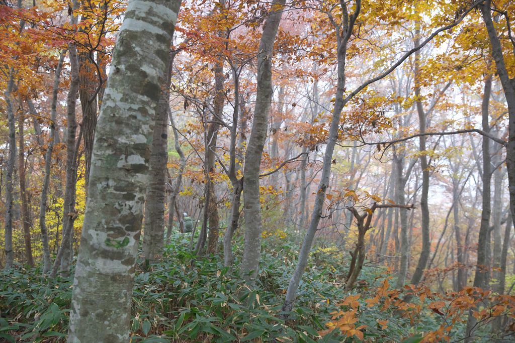 紅葉の三段峡（向山・最早山）を歩いて (2015.11.07)_c0346710_11245431.jpg