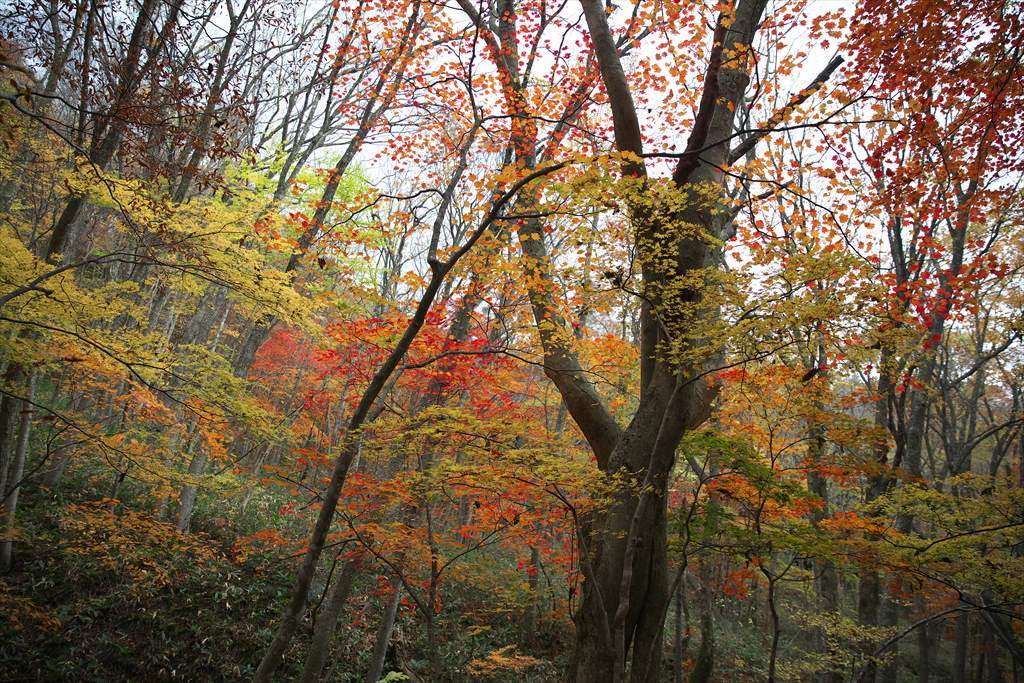 紅葉の三段峡（向山・最早山）を歩いて (2015.11.07)_c0346710_11250530.jpg