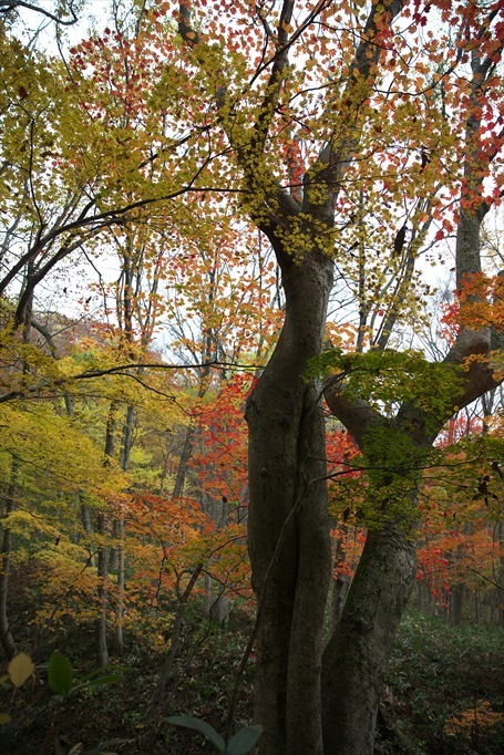 紅葉の三段峡（向山・最早山）を歩いて (2015.11.07)_c0346710_11250745.jpg