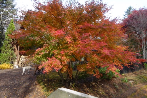 e0192217_10355763.jpg
