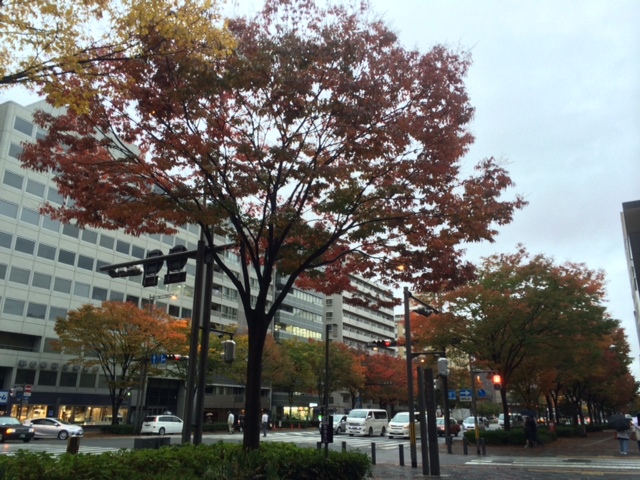 京都の紅葉とクリスマスリースレッスン_e0128024_917613.jpg