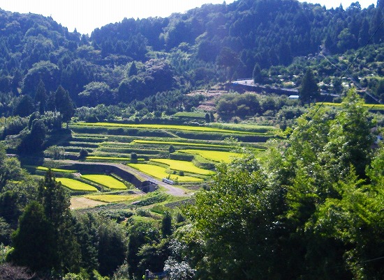 江里山地区の棚田　佐賀の観光＆グルメ_d0086228_15584927.jpg