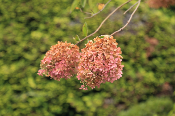 f0229832_9325219.jpg