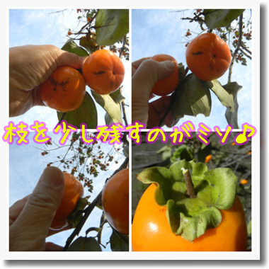 c0259934_09481009.png