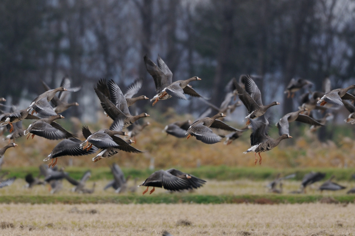 ２０１５年１０月、１１月の鳥たち_a0039245_2311260.jpg