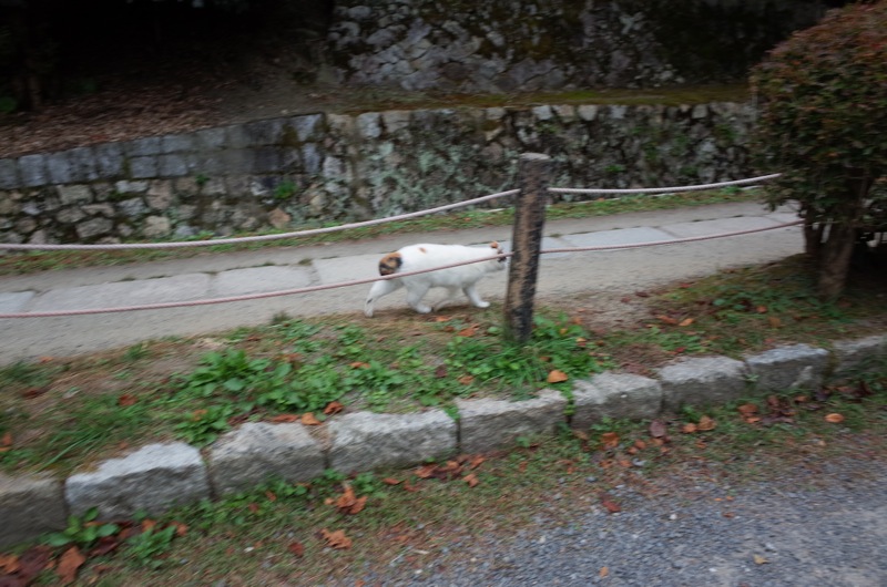 2015年11月の京都 〜南禅寺 永観堂 哲学的ネコ歩き〜_f0169147_1127561.jpg