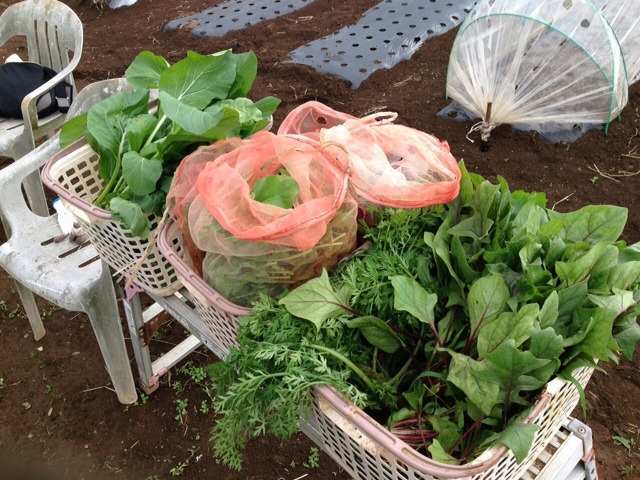 雨の止んでいるうちに　ダッシュで草刈り・・土が舞い上がらなくて　いい感じです_c0222448_13194859.jpg