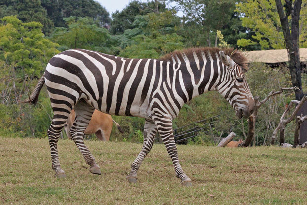 よこはま動物園ズーラシア「アフリカのサバンナ」_e0294253_21181407.jpg