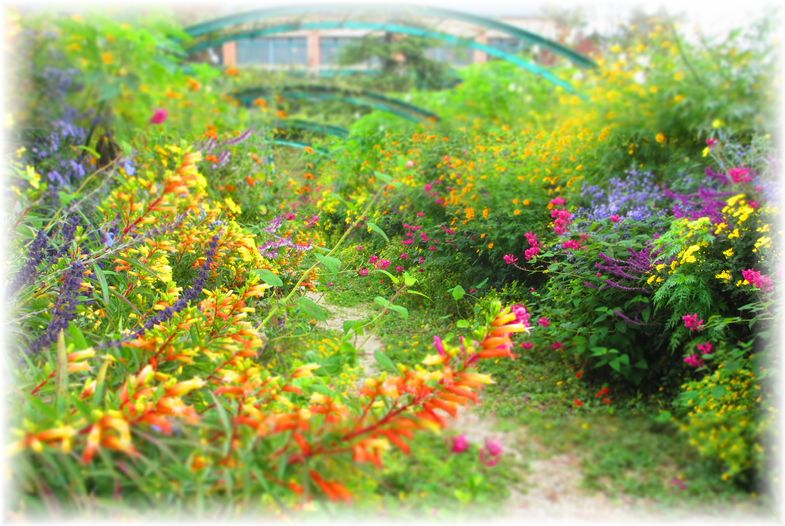 パレットのような庭・・・♪_d0175974_2001564.jpg