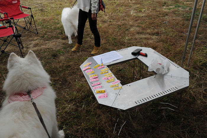 第10回　中部サモエドオフ会　part1_a0049296_2044081.jpg