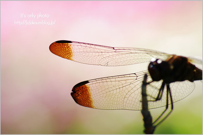 Dragonfly＊Ⅱ_e0008800_18150152.jpg