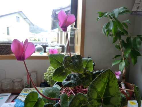 花と実_e0154400_164329.jpg