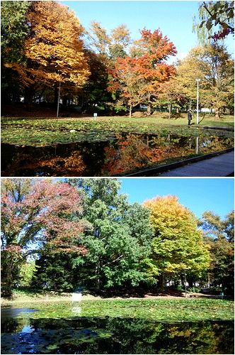 逆さ紅葉。_b0067302_2155582.jpg