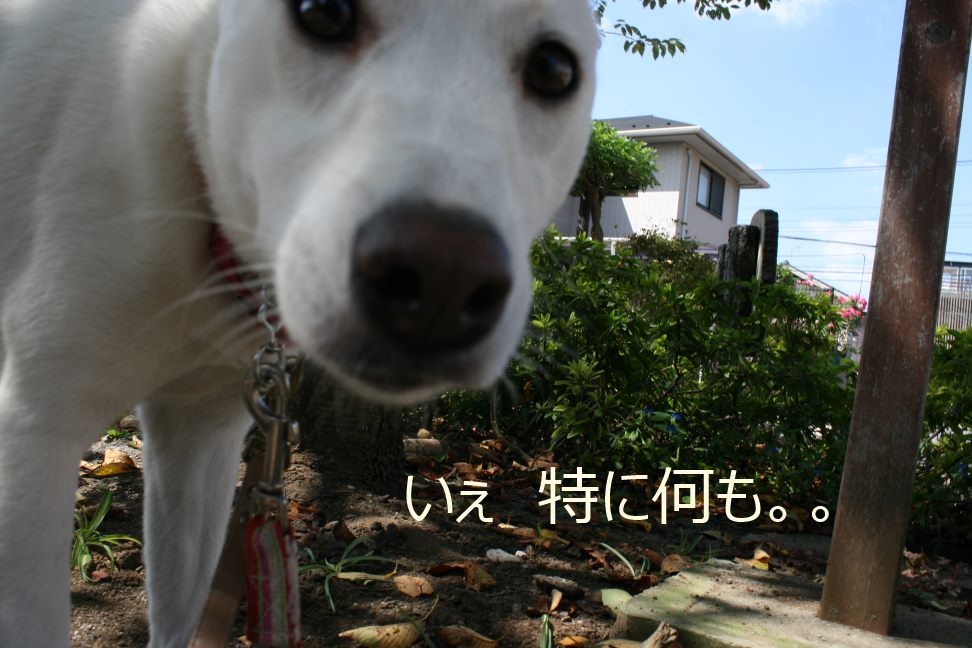 あんこちゃんのお散歩_f0242002_0354230.jpg