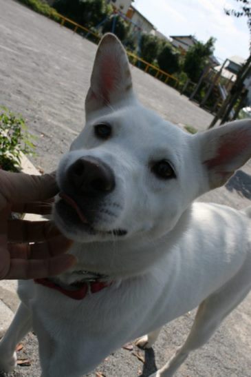 あんこちゃんのお散歩_f0242002_0441145.jpg