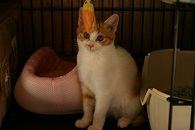 里親さま募集中 ☆ まじゅ _f0242002_14132735.jpg