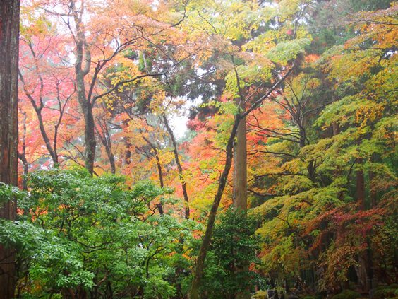 箱根・仙石原　長安寺(2015.11.08)_e0245404_16135421.jpg