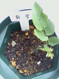 イヒッ Natural Garden Shueの庭いじりと日々の覚書き