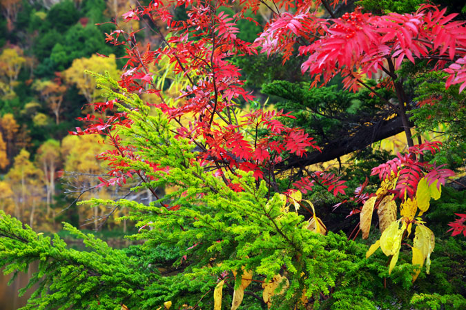 志賀高原　木戸池の紅葉_a0263109_1914699.jpg