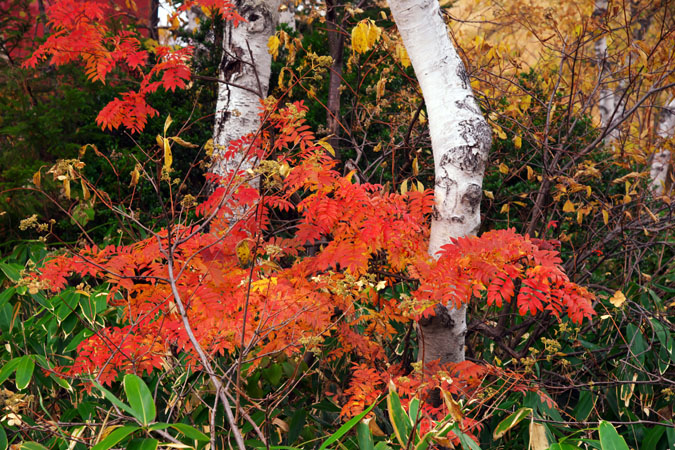 志賀高原　木戸池の紅葉_a0263109_192269.jpg