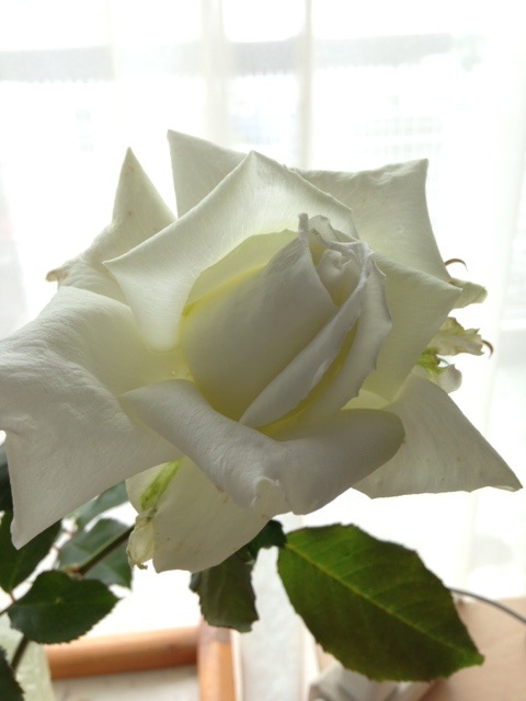 a0116439_13201999.jpg