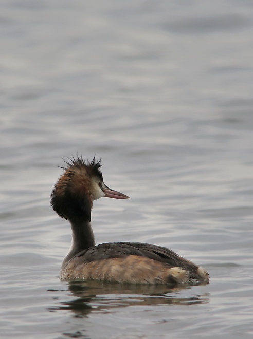 カンムリカイツブリ_d0185541_2040301.jpg