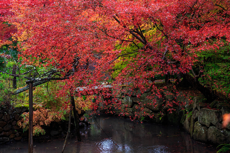 京都の紅葉2015・彩秋（鍬山神社）_f0155048_2315125.jpg